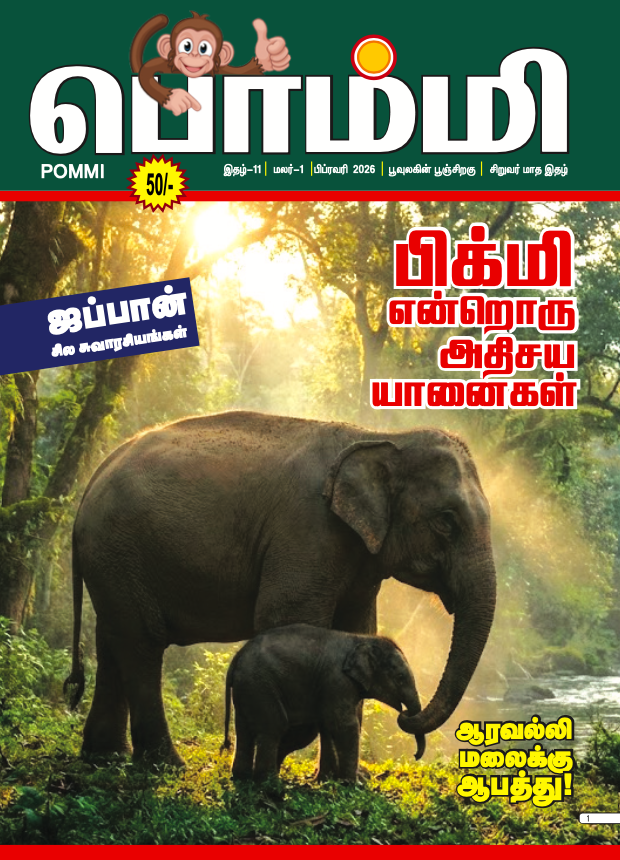 Pommi - February - 2026